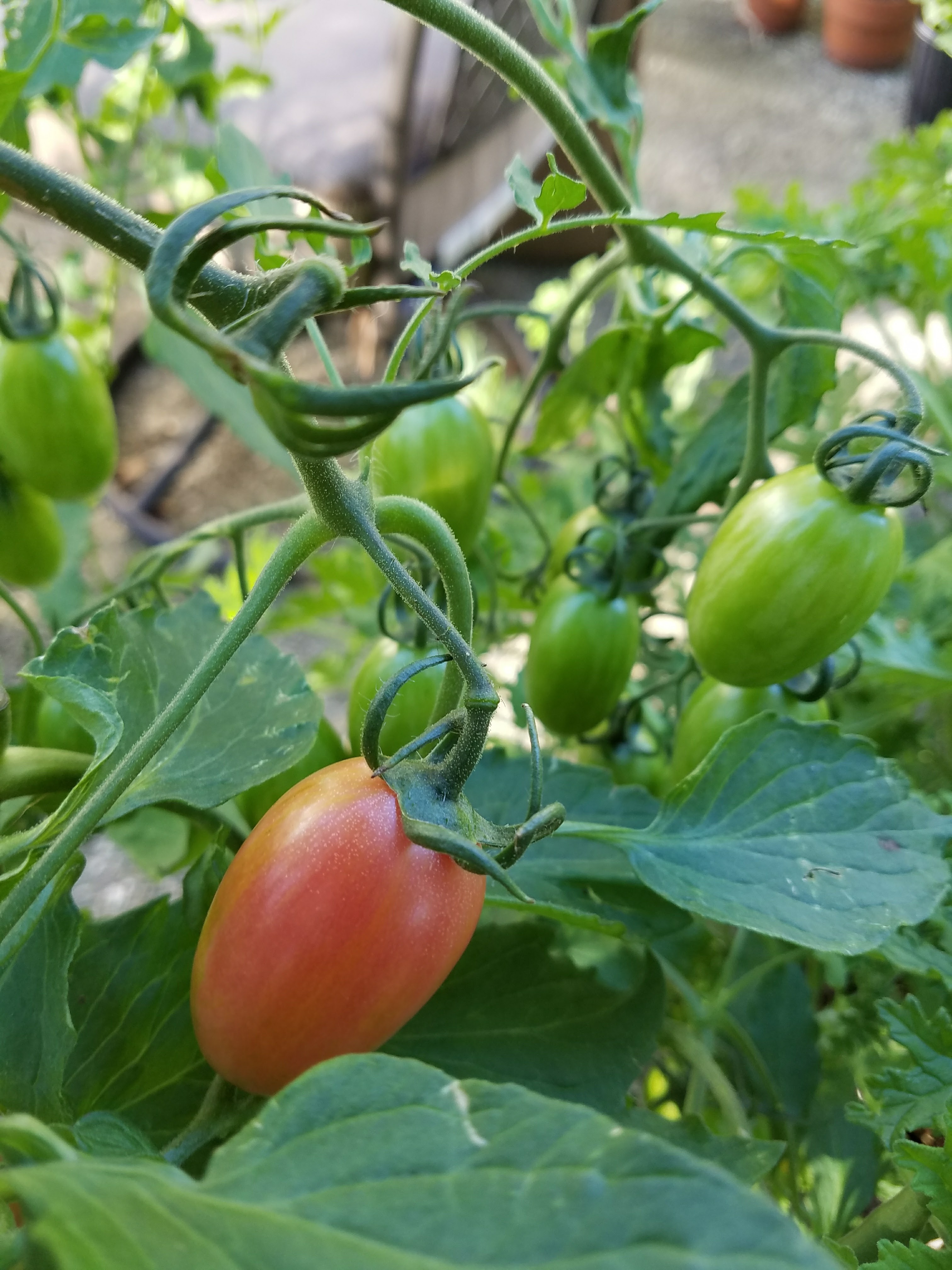 cherry tomato_Photo by Amanda Bratcher