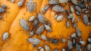 squash bug insects_CC0 Public Domain_pxhere.com