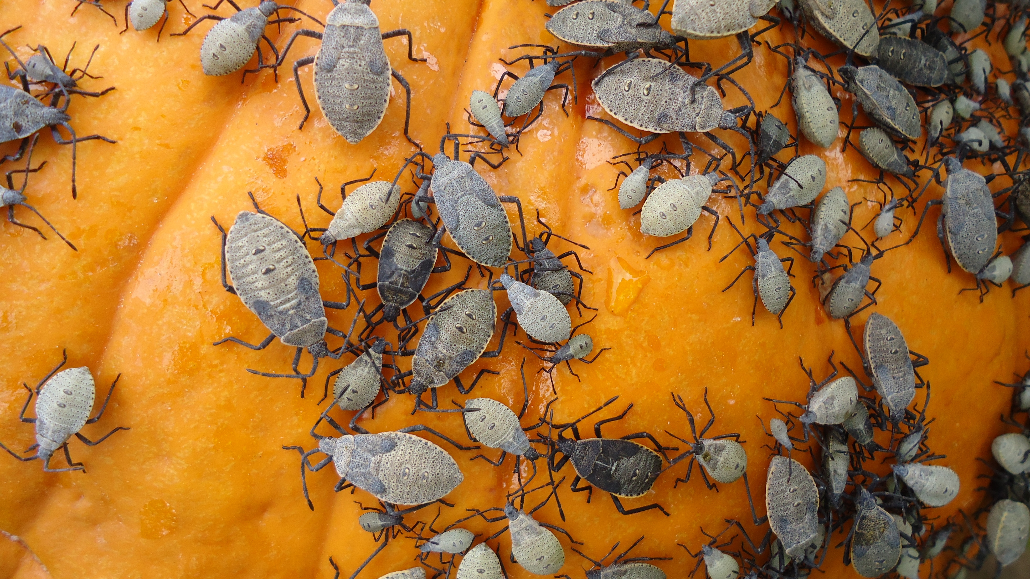 squash bug insects_CC0 Public Domain_pxhere.com
