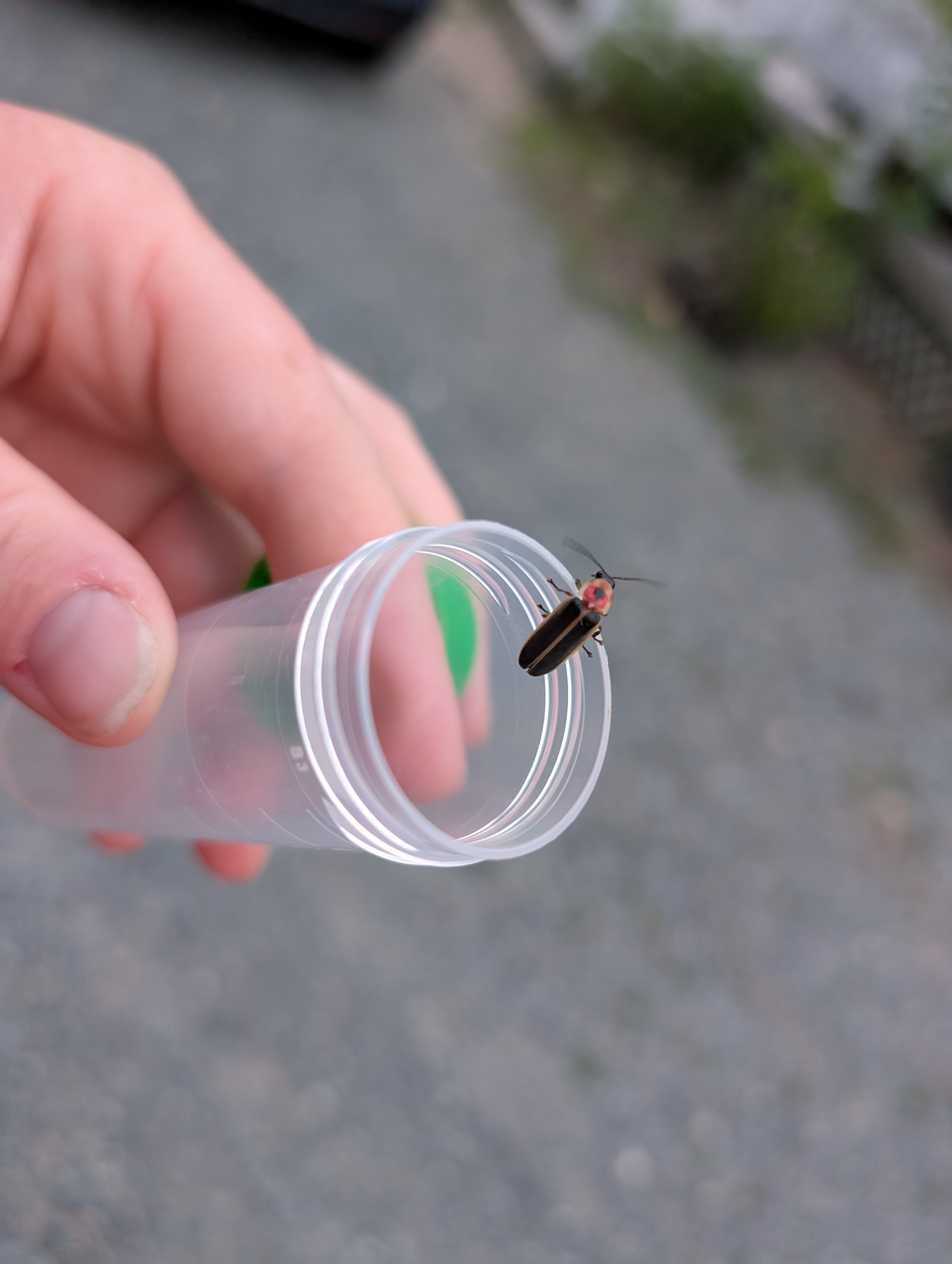 Catching lightning bugs_Photo by Amanda Bratcher