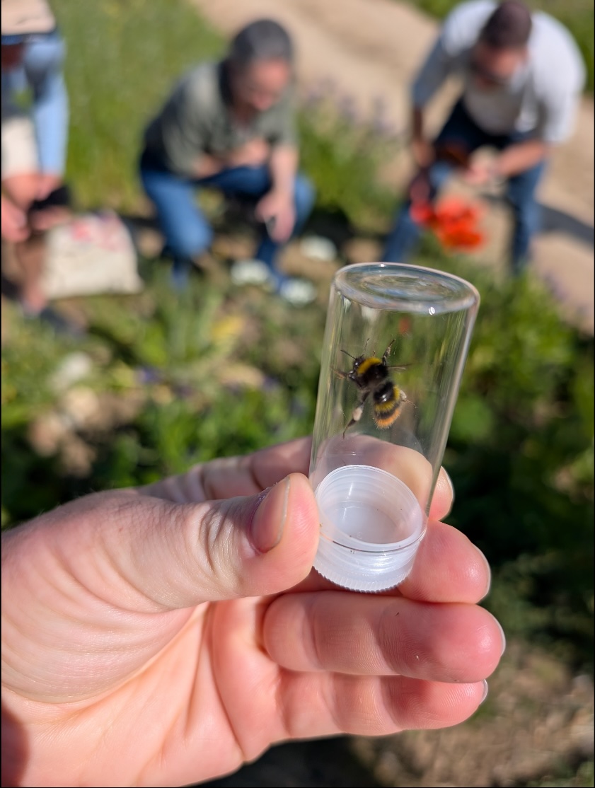 Centrifuge tubes make great, gentle bumblebee-capturing devices! We used them to study our fuzzy friends to identify them and then let them go! Photo by Amanda Bratcher