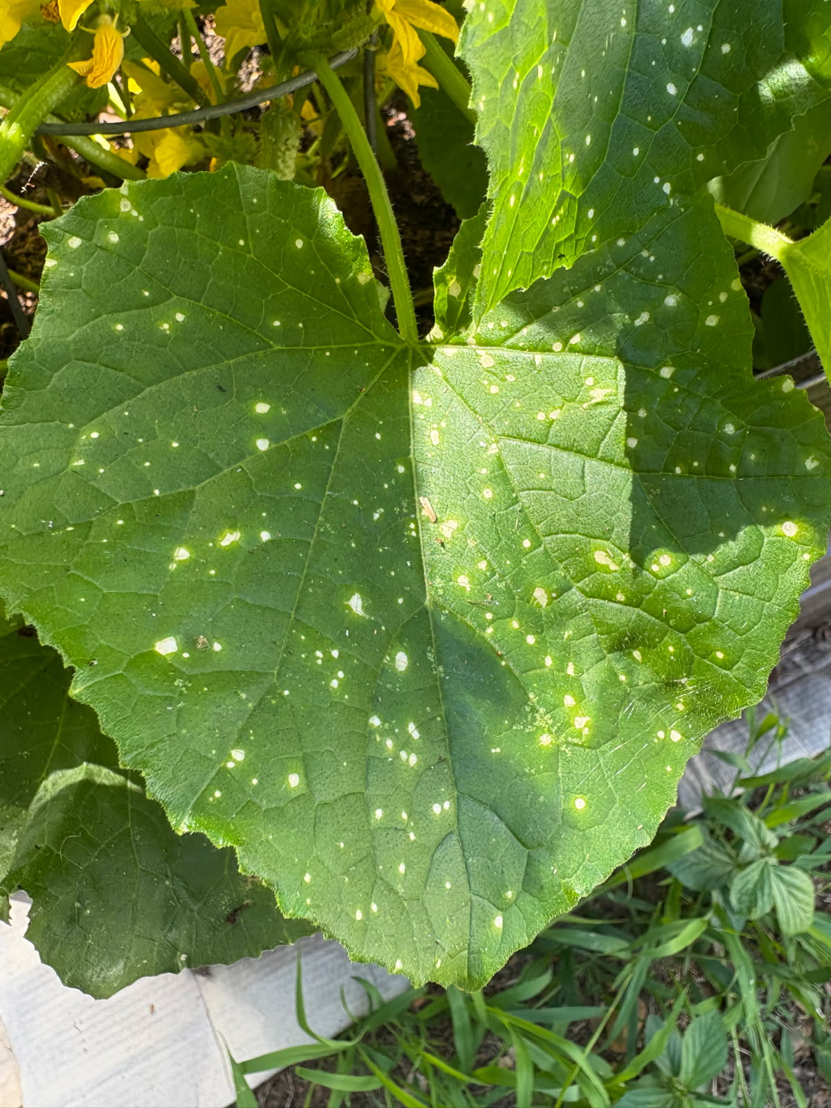 Squash Leaf spots_Photo by Mary Holt