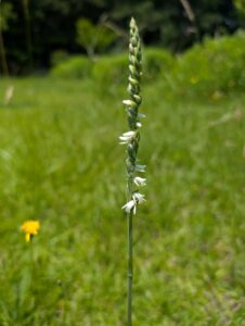 ladies tresses orchid spiranthe_Photo by Amanda Bratcher