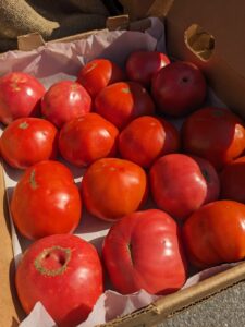 Tomatoes