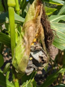 corn smut_Photo by Amanda Bratcher