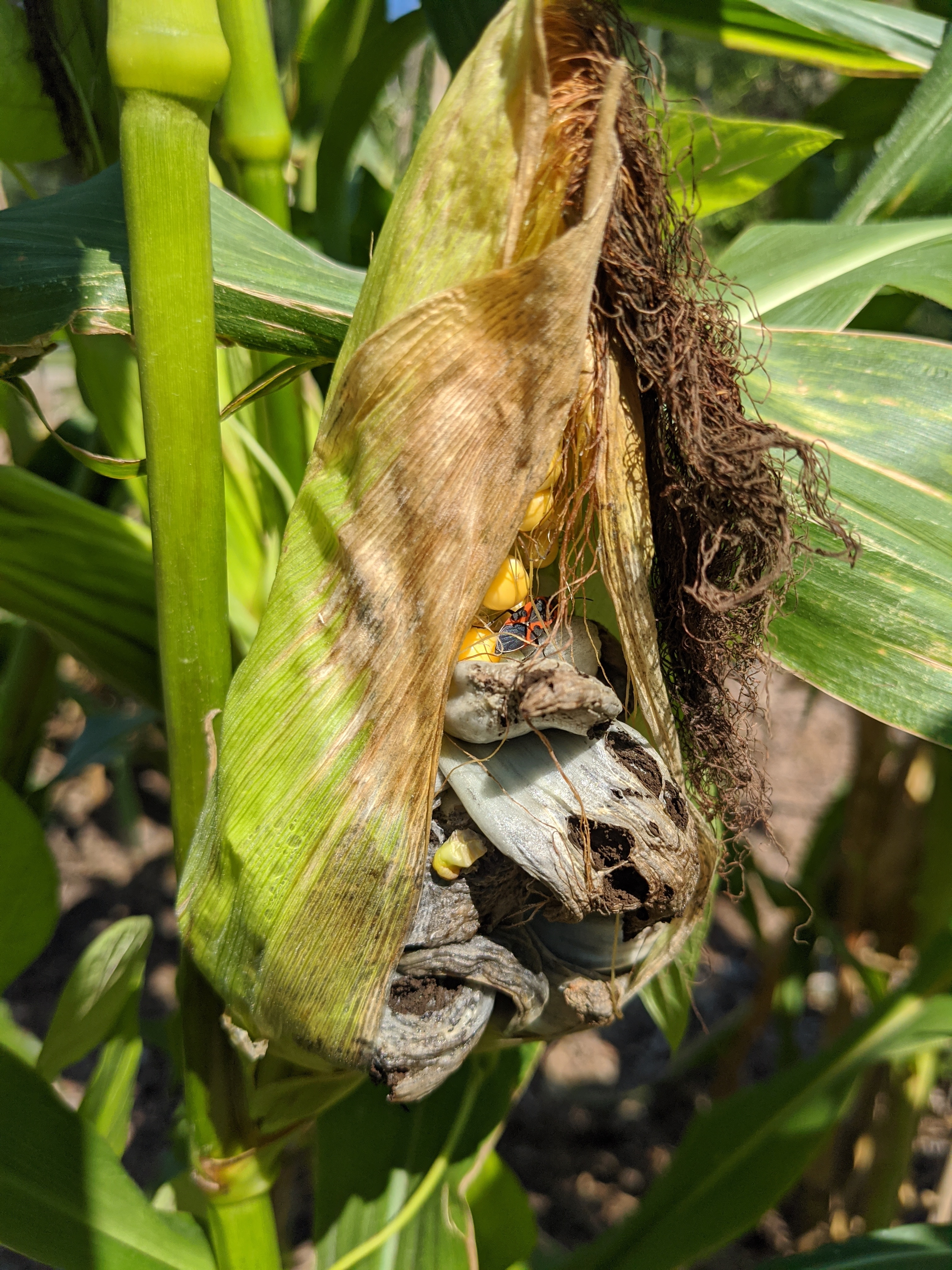 corn smut_Photo by Amanda Bratcher