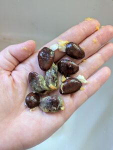 seed saving_Photo by Amanda Bratcher